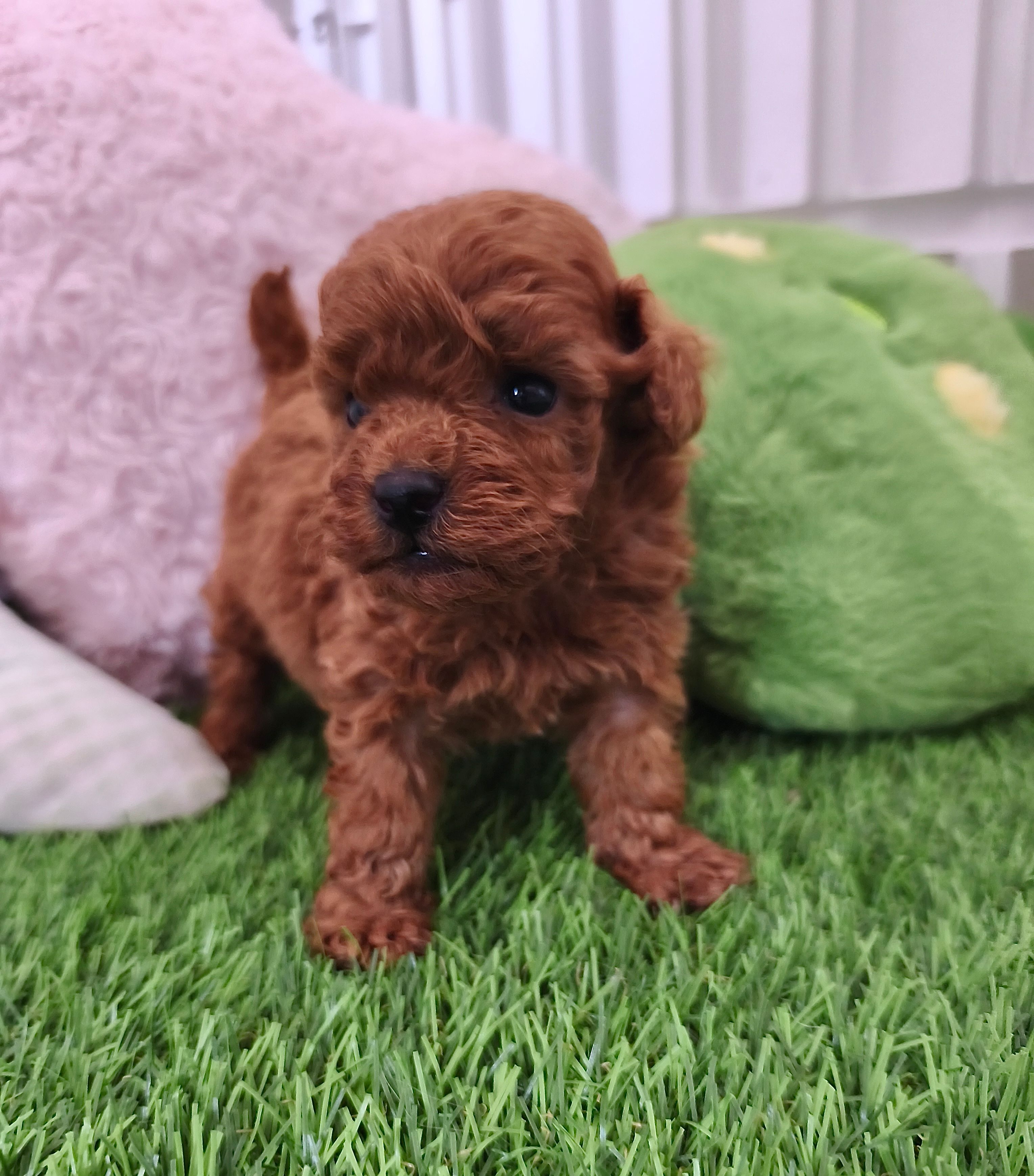 Cachorro de Caniche Toy — Caniche Toy