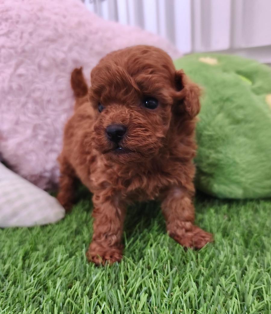 Cachorro Caniche toy rojo hembra