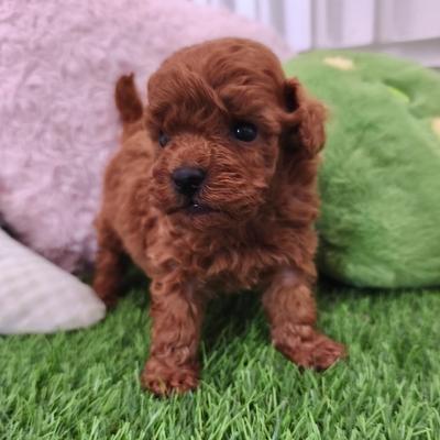 Cachorro de Caniche Toy hembra en Benidorm — Criadero 4Patas