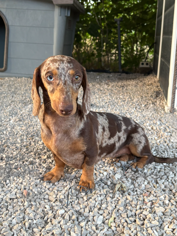 Teckel Kaninchen