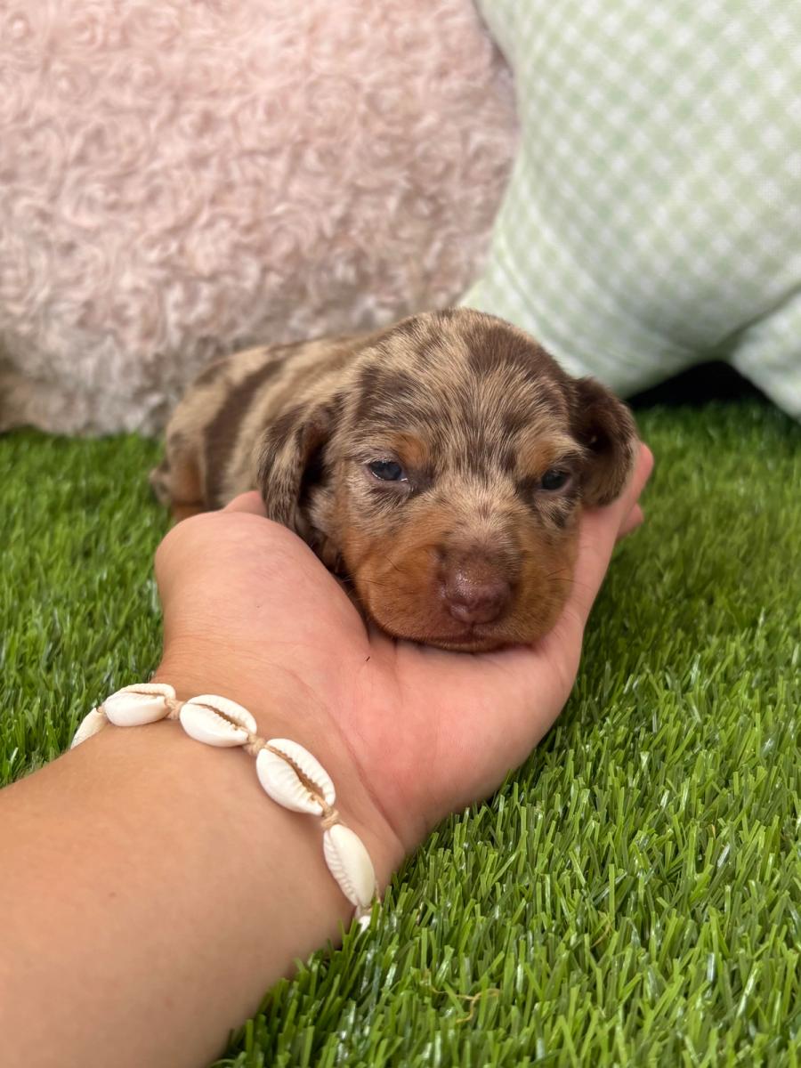 Cachorro Teckel Kaninchen pelo corto chocolate merle
