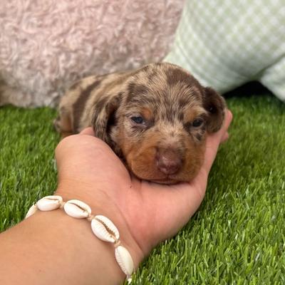 Cachorro de Teckel Kaninchen macho en Benidorm — Criadero 4Patas