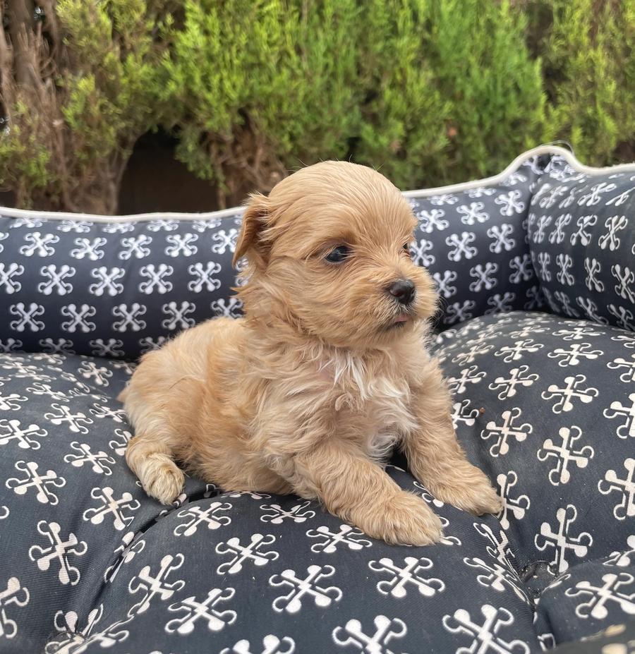 Cachorro maltipoo dénia criadero 4 patas