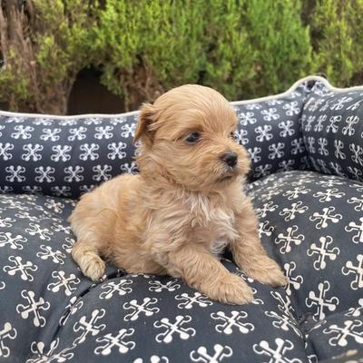 Cachorro de Maltipoo macho en Alicante — Criadero 4Patas