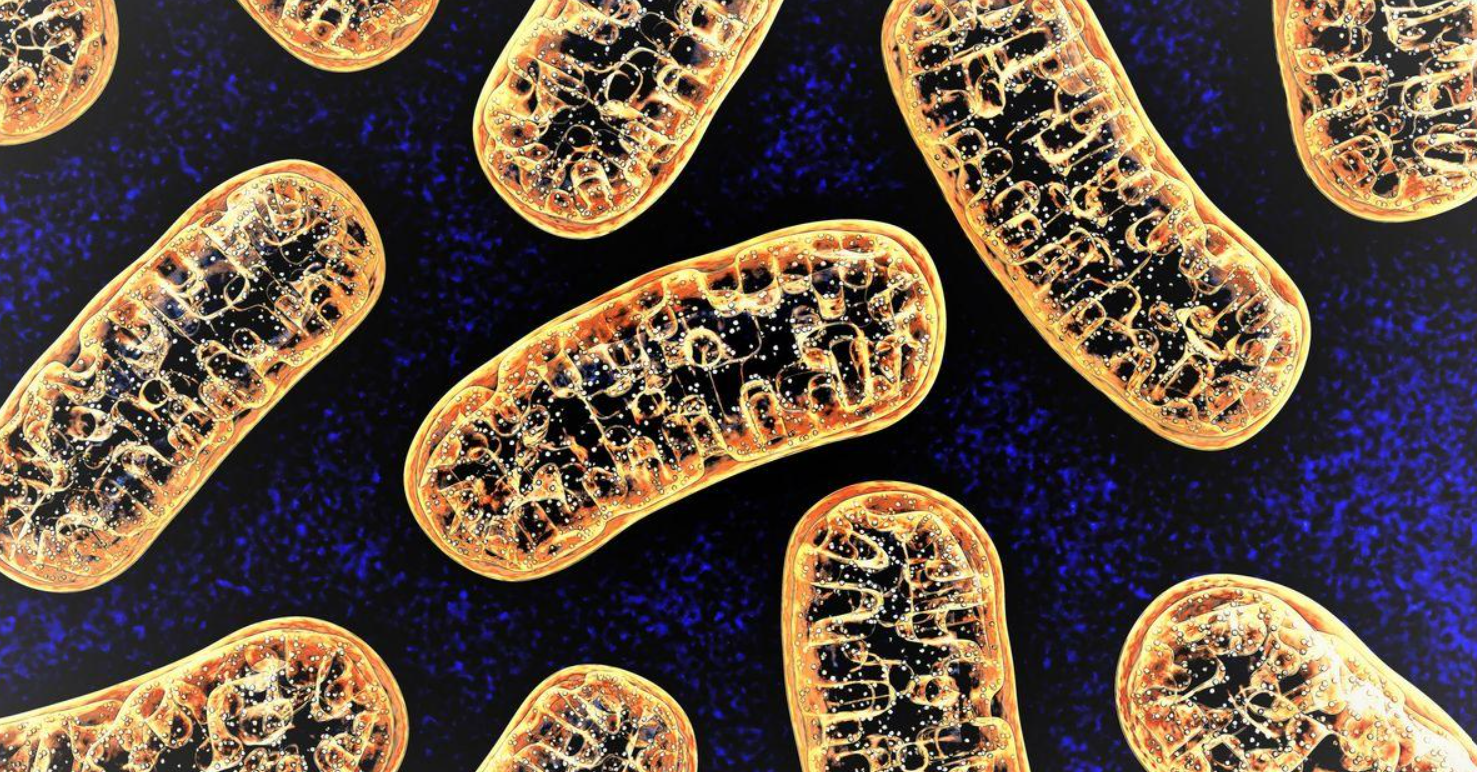 Abstract illustration of illuminated cellular structures in blue and gold, representing NAD+ and its role in cellular energy metabolism.