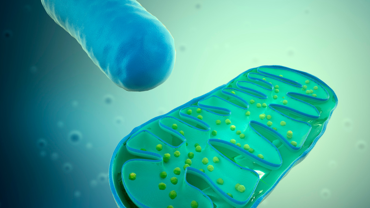 Colorful three-dimensional scientific illustration of a mitochondrion with folded inner membranes in shades of teal, green, and blue.