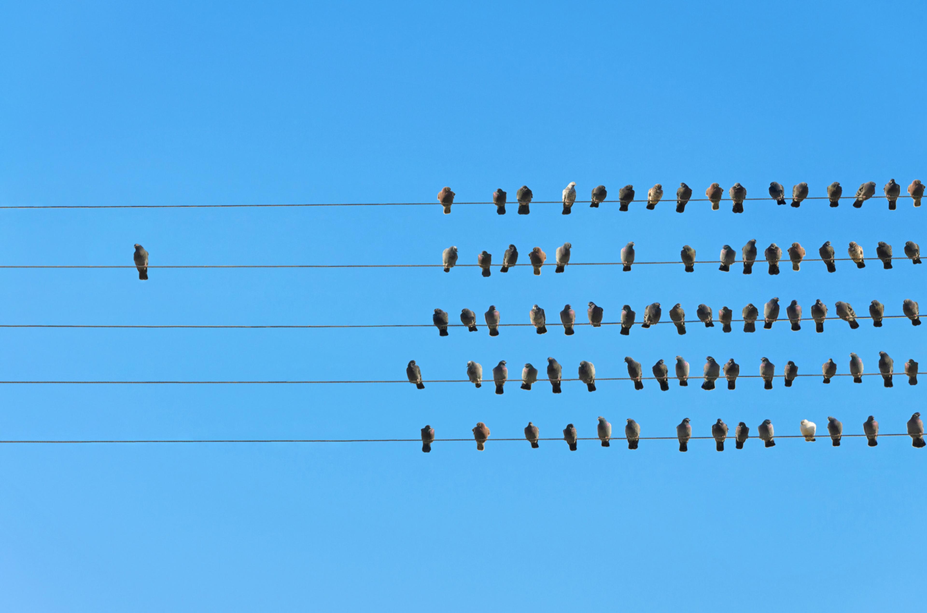 one bird standing on a phone line away from a larger group