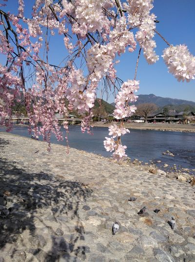 春芽吹く季節