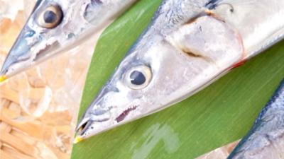 食欲の秋 ～秋刀魚～