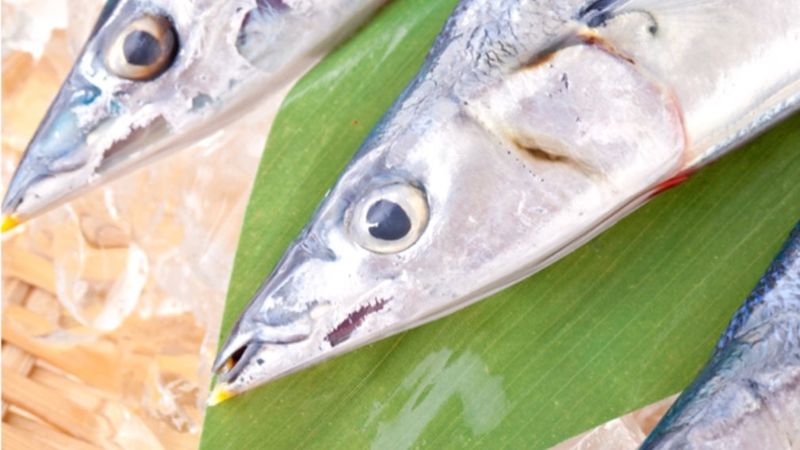 食欲の秋 ～秋刀魚～