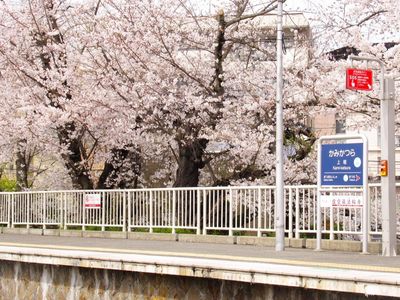 桜並木