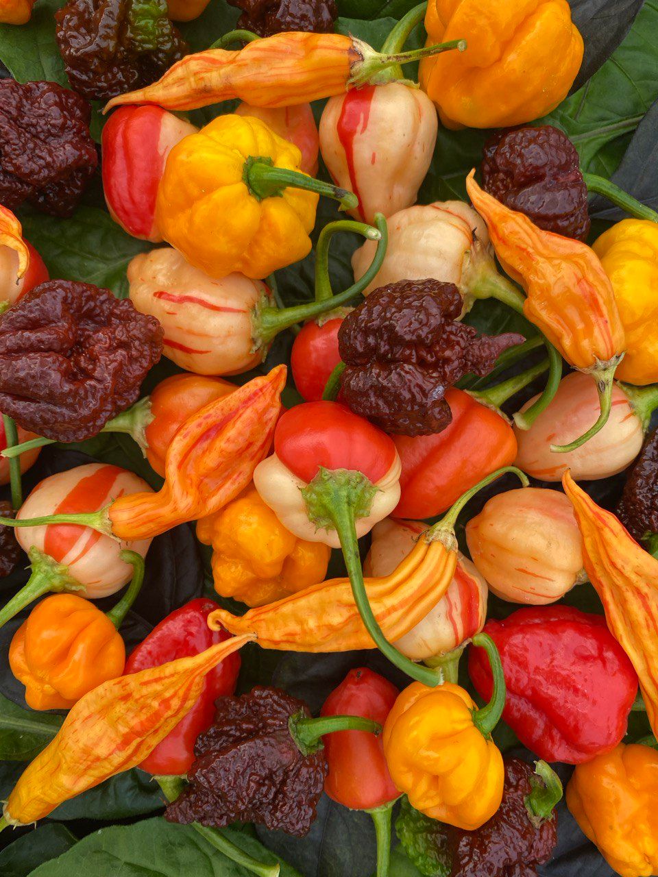 Omslagsbild för guiden om Den Ultimata Guiden till Chiliodling: Från Frö till Skörd