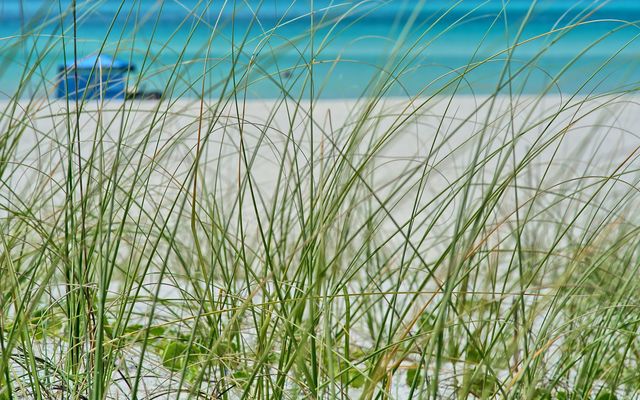 a view of a beach from the grass