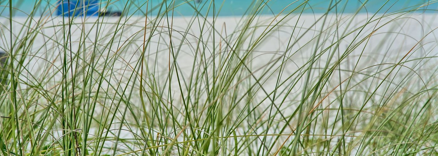 a view of a beach from the grass