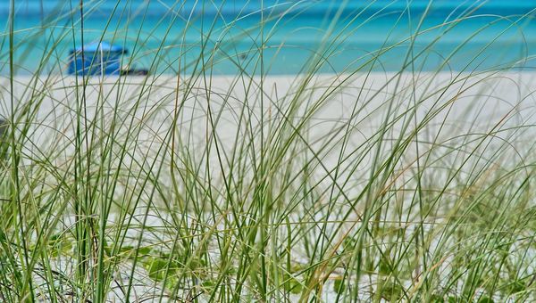 a view of a beach from the grass