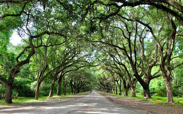 a road lined with trees with a sky background