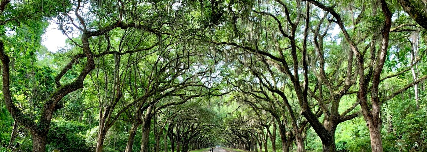 a road lined with trees with a sky background