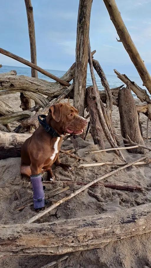 Prothèse pour Chien : Ukko - Photo 2