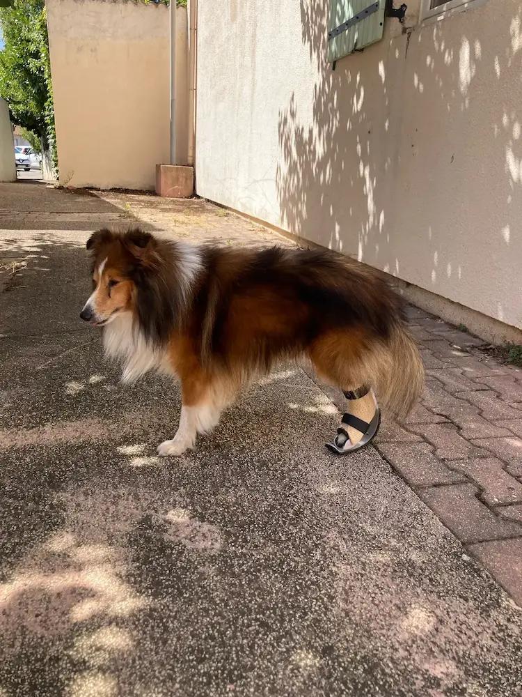 Ortho-prothèse pour chien 1