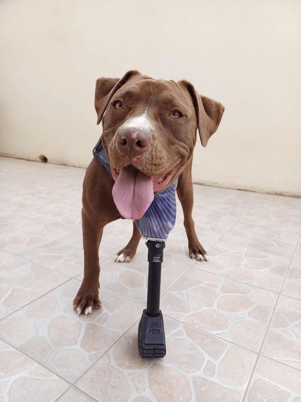 Prothèse pour chien 1