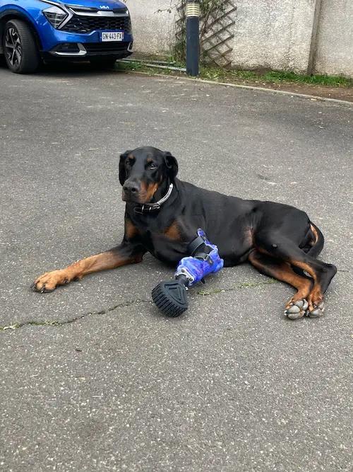 Prothèse pour Chien : Luna - Photo 2