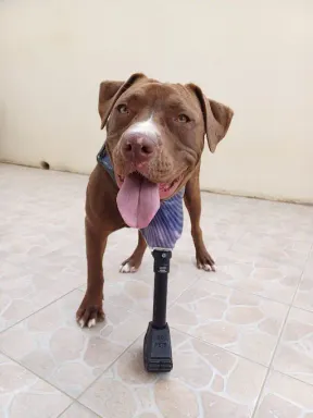 Prothèse pour Chien : Ukko - Photo principale