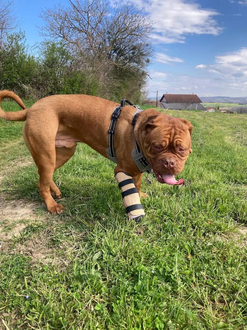 Prothèse pour chien 3