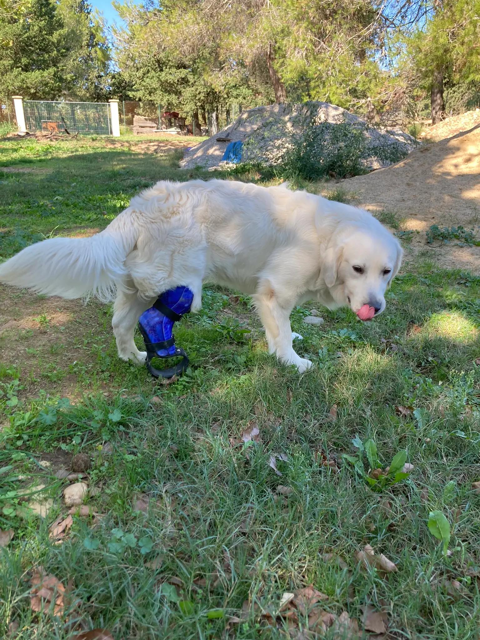 Prothèse pour Chien : Tarouk - Photo 3