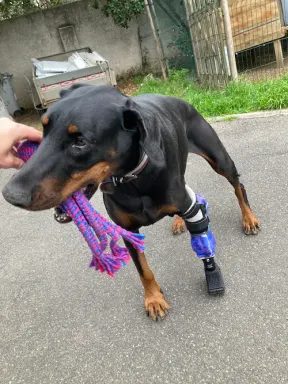 Prothèse pour Chien : Luna - Photo principale