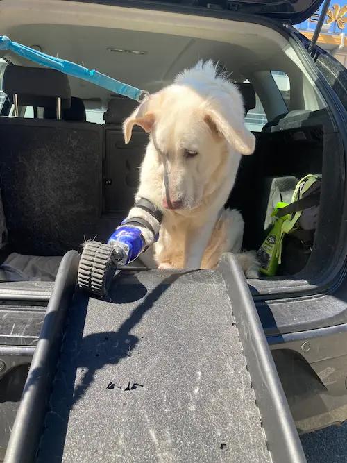 Prothèse pour Chien : Nanook - Photo 2