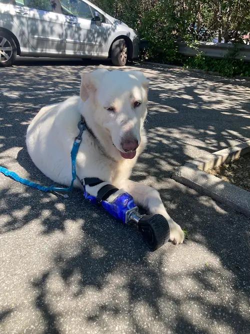 Prothèse pour Chien : Nanook - Photo 3