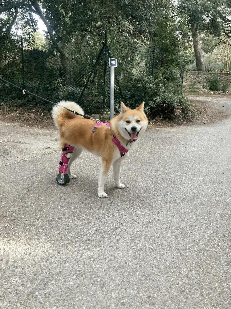Prothèse pour chien 4