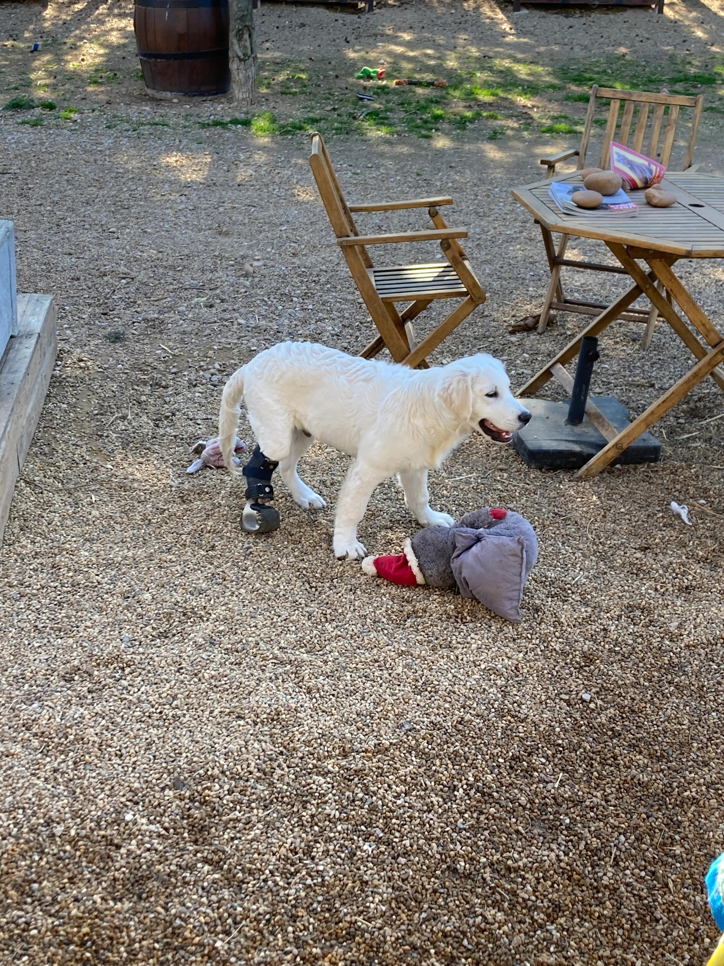 Prothèse pour Chien : Tarouk - Photo 2