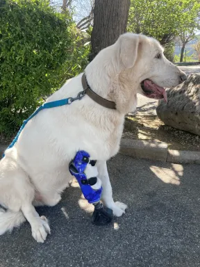 Prothèse pour Chien : Nanook - Photo principale