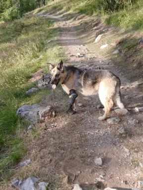 Prothèse pour Chien : Iaric - Photo principale