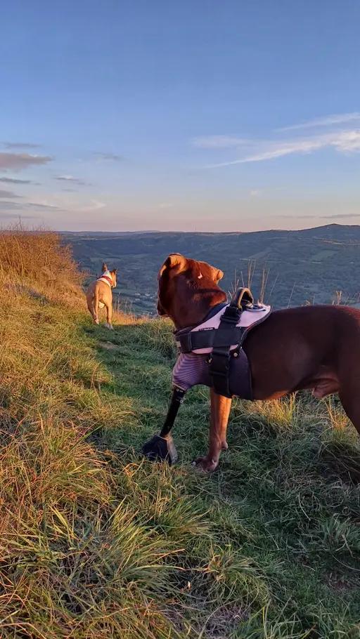 Prothèse pour Chien : Ukko - Photo 3