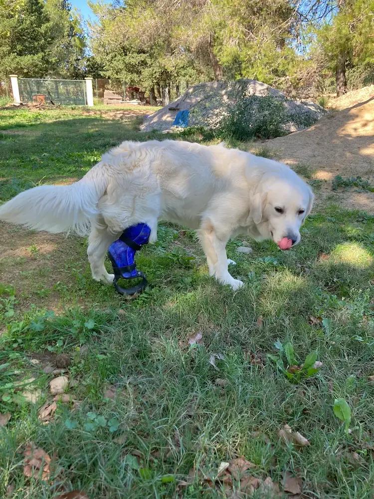 Prothèse pour chien 5