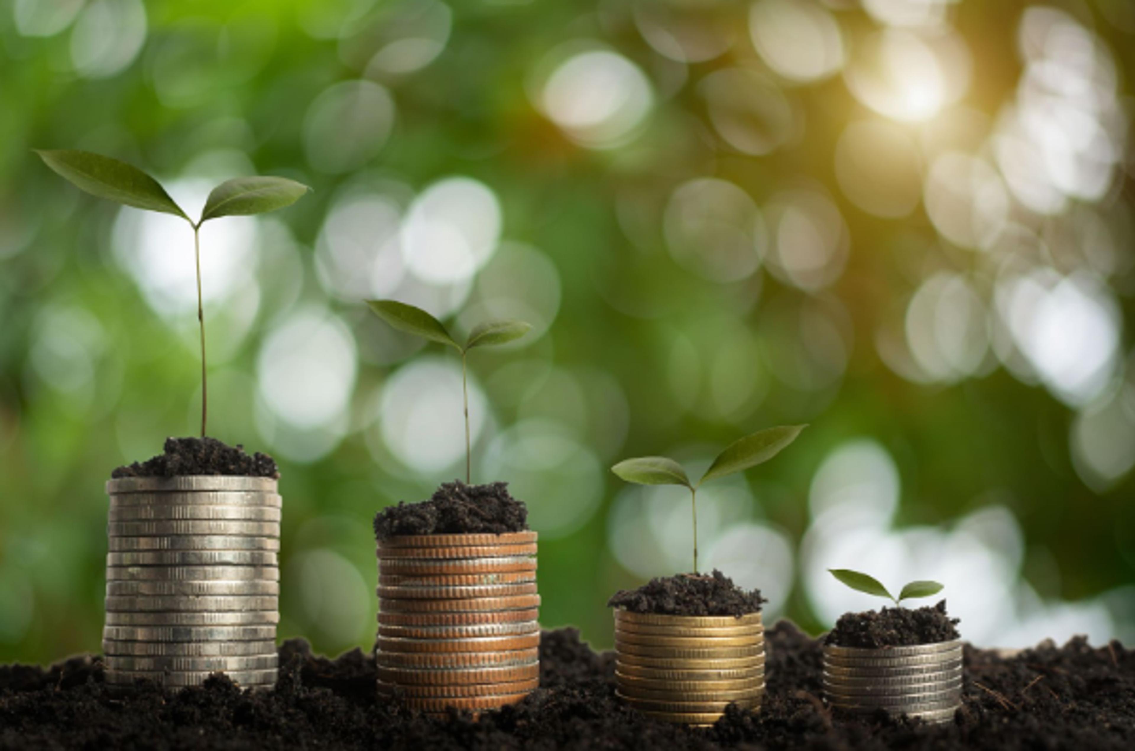 Seedlings growing from rising stacks of coins: capital appreciation over time