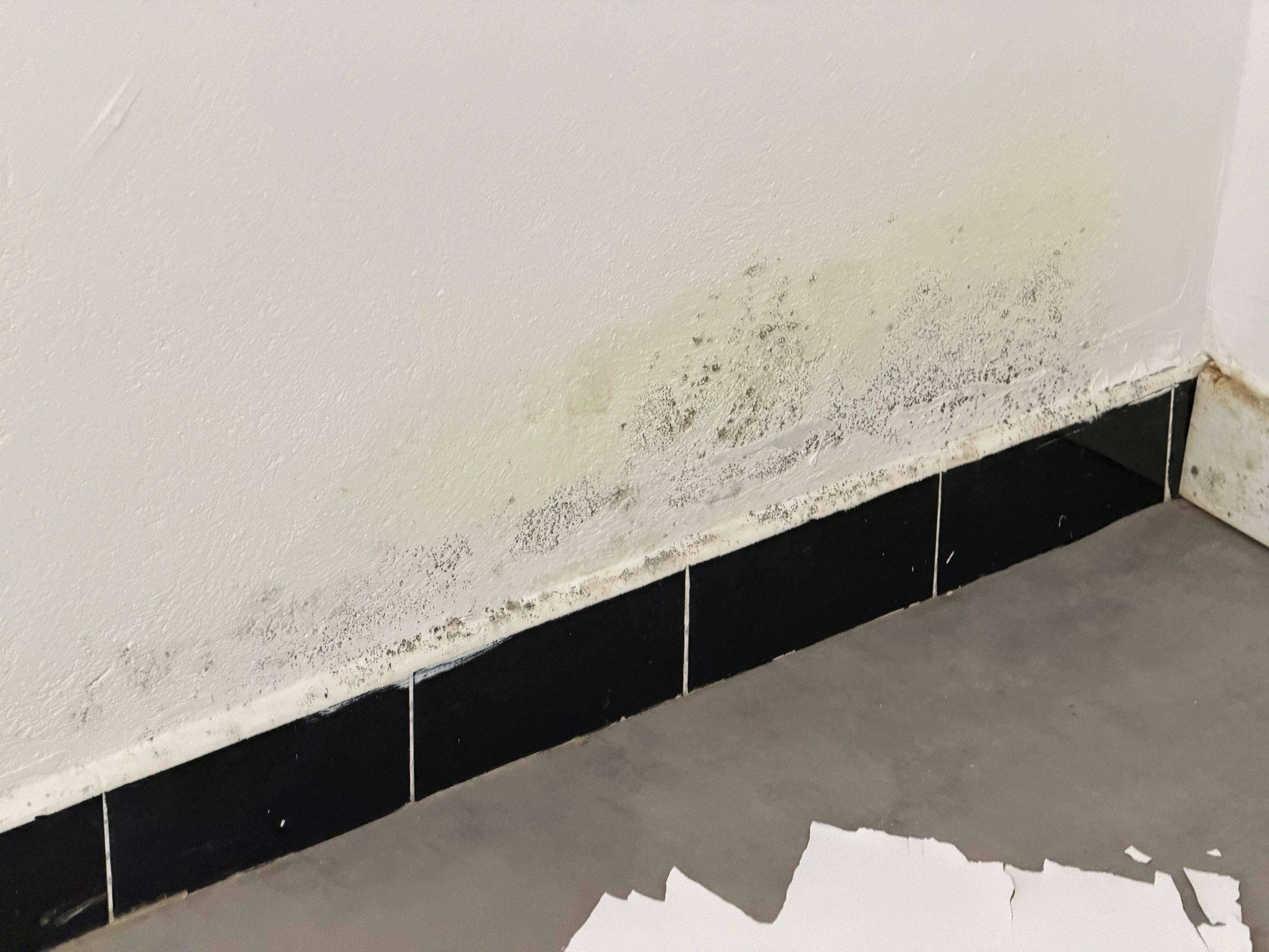 Moisissures et peinture écaillée au bas d’un mur