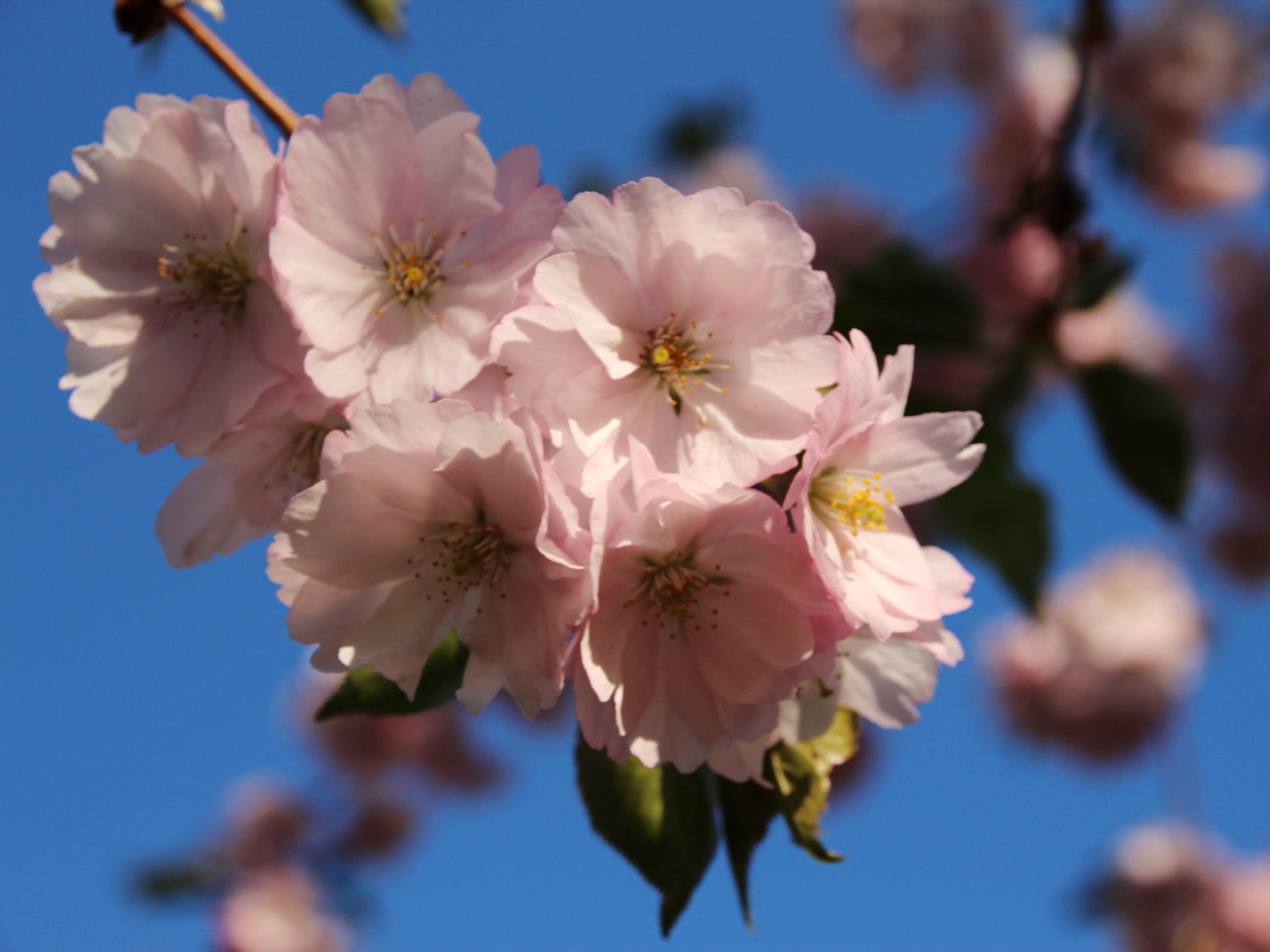 Nærbilde av en gren med blomstrende kirsebær - en klynge vakre rosa blomster mot blå himmel.