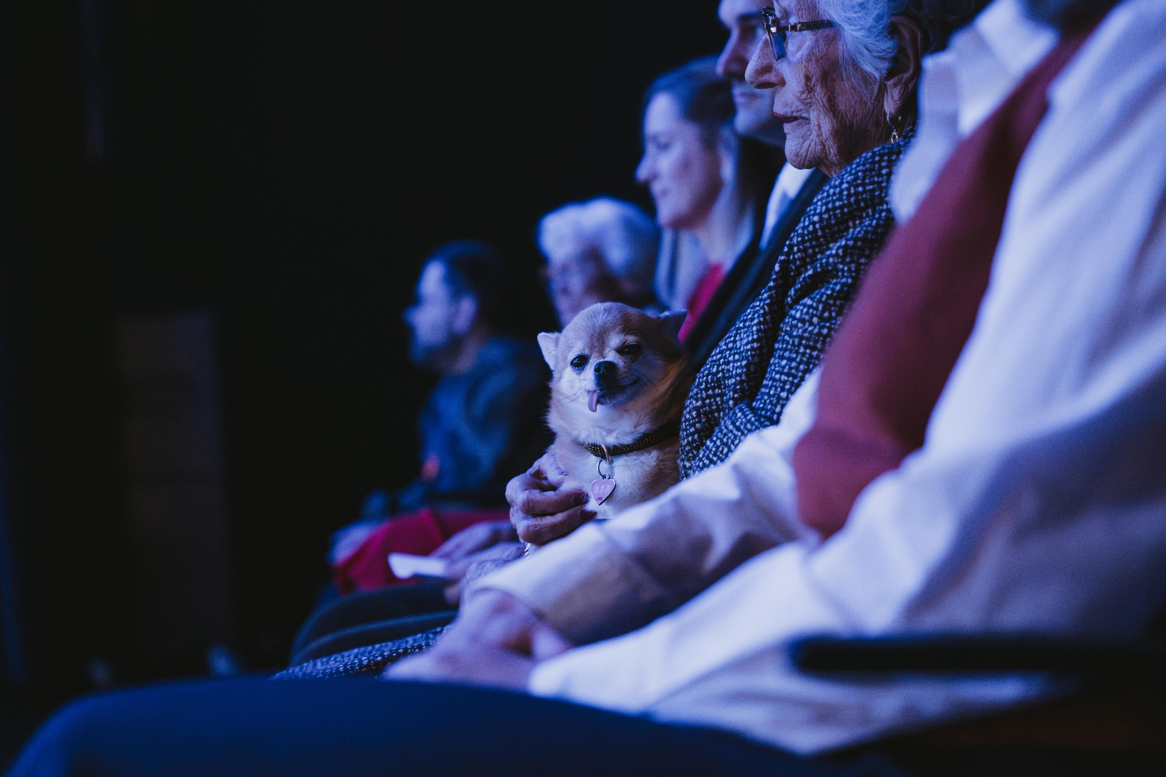 Vi ser første rad i salen frå sida. Den vesle hunden sit på fanget til Prinsesse Astrid og ser rett inn i kameraet.