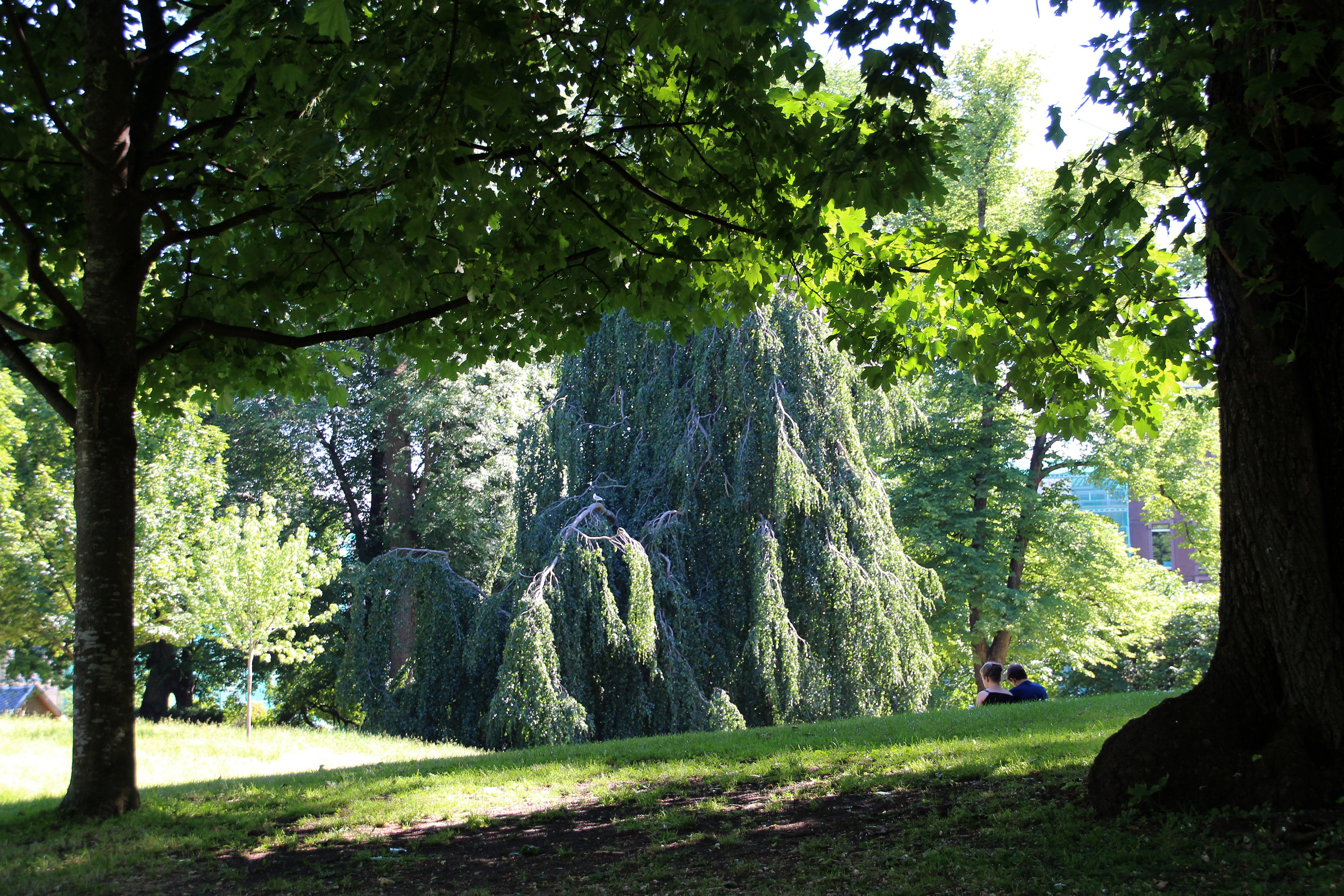 En enorm hengebøk omgitt av andre trær. Grenene når helt ned til bakken.