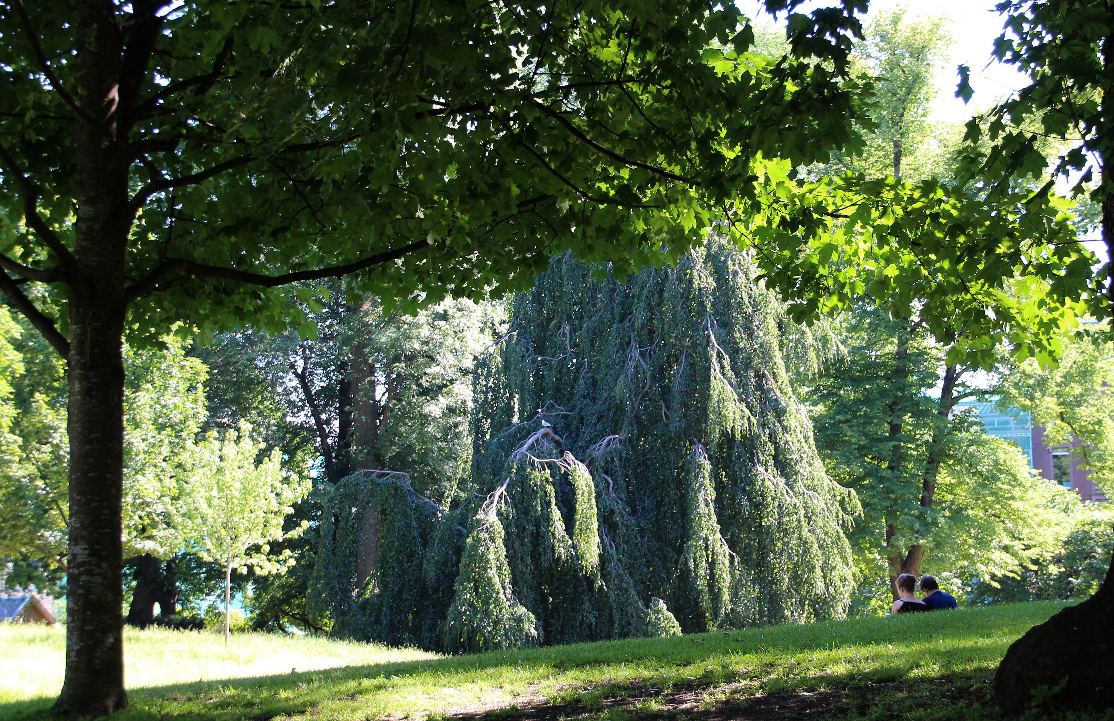 En gigantisk hengebøk står mellom andre trær i Dronningparken.