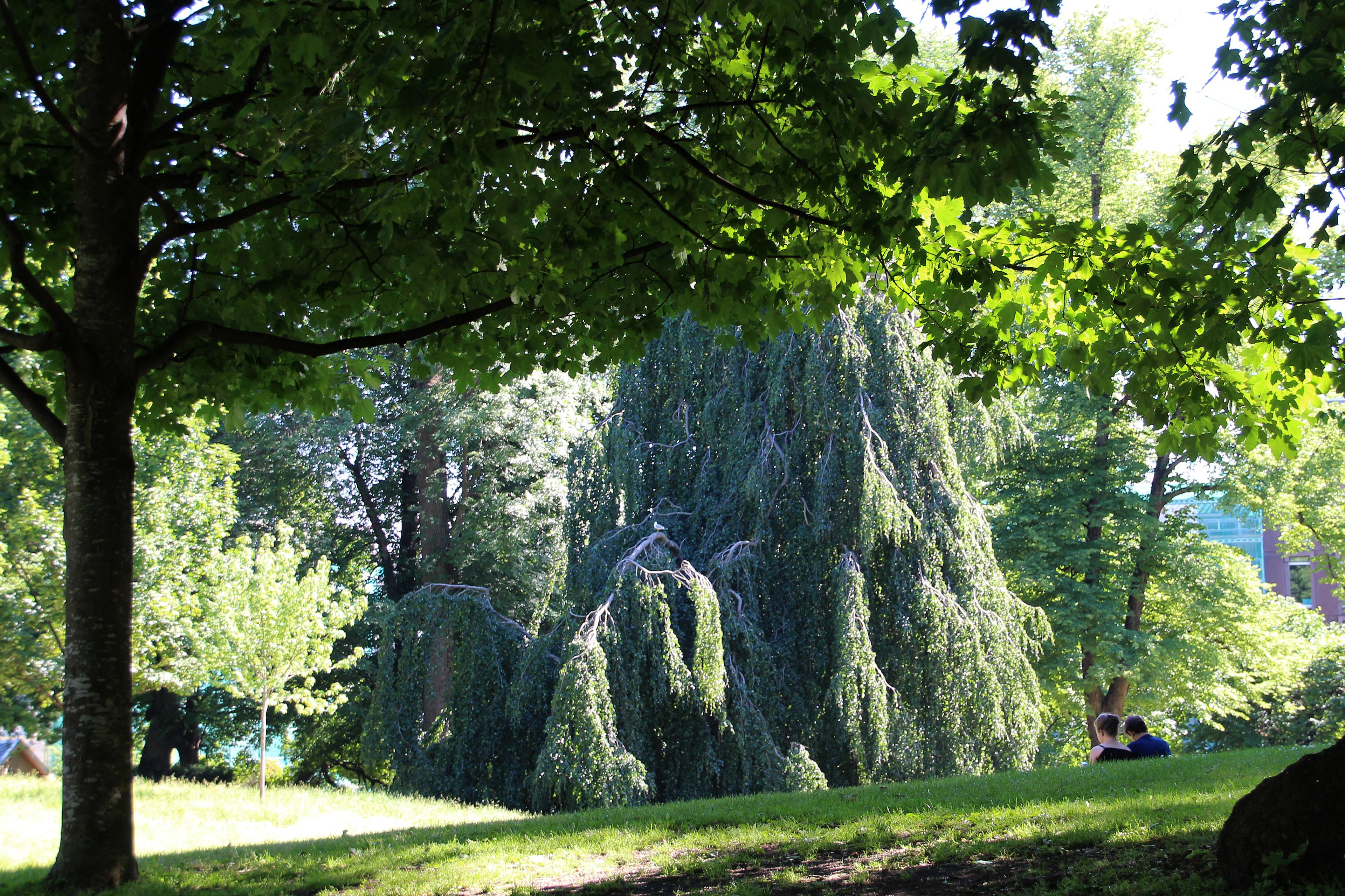 En gigantisk hengebøk står mellom andre trær i Dronningparken.