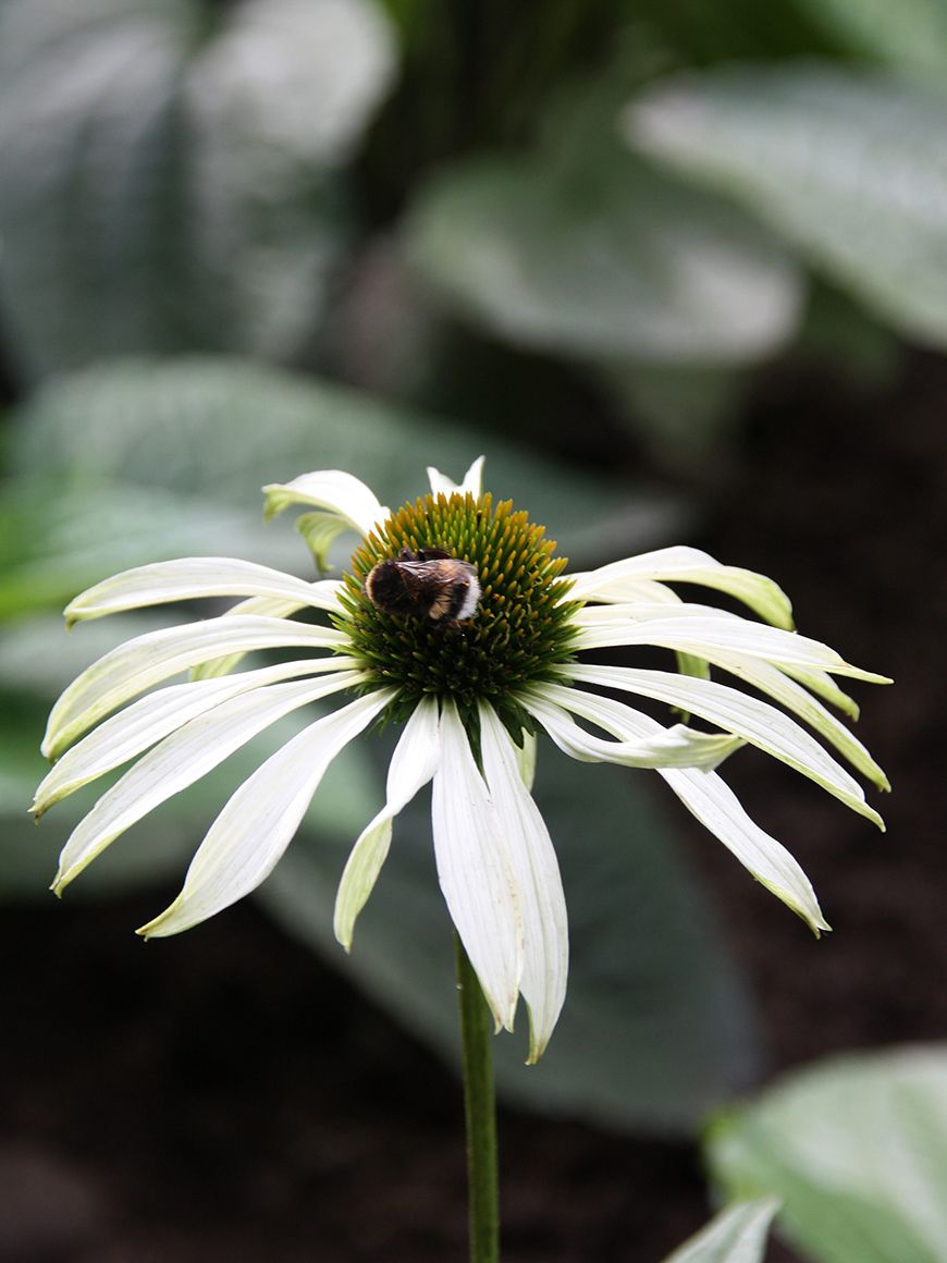 Illustrasjonsfoto. En staude (hvit solhat) med en bie.