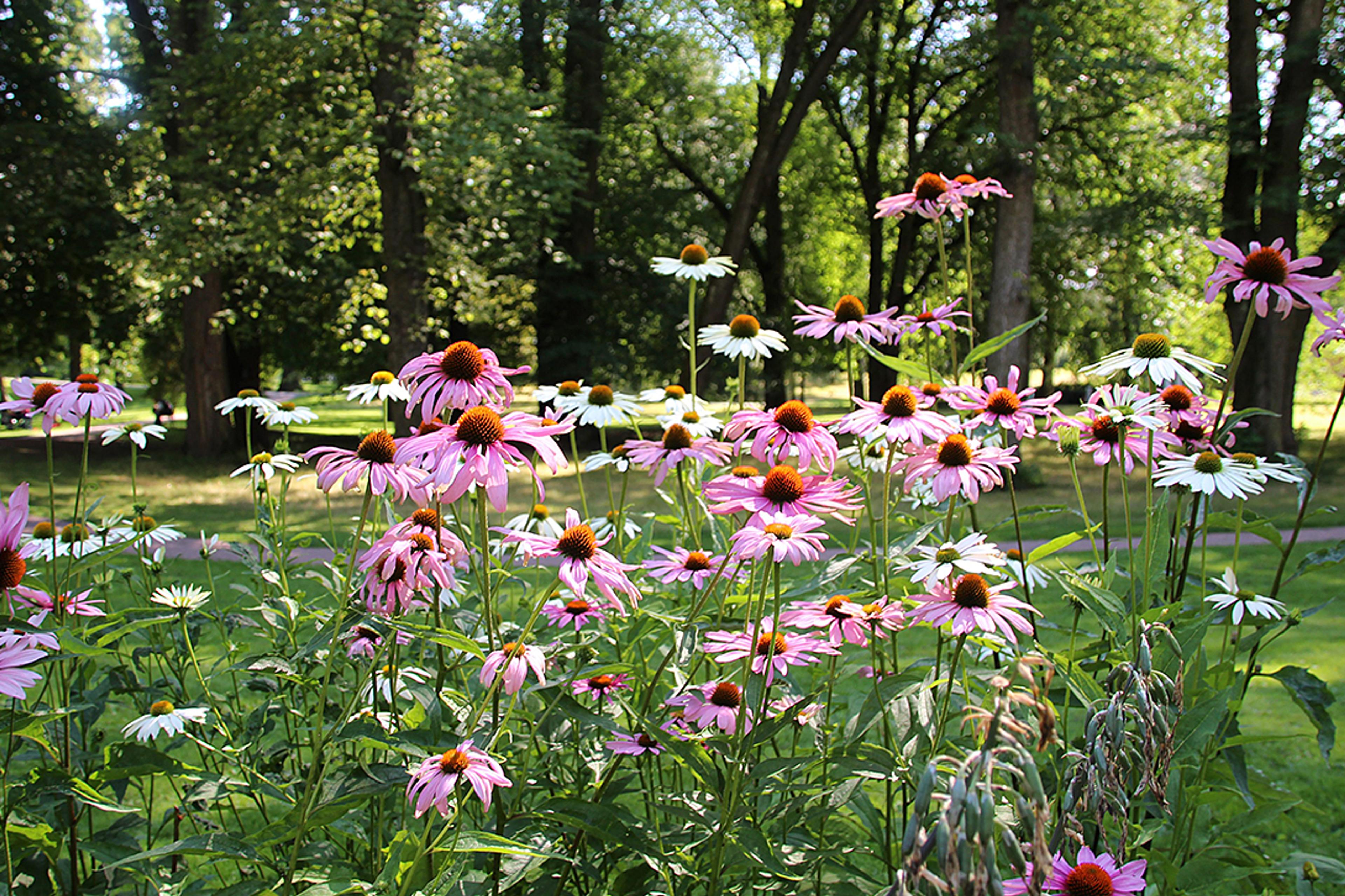 Et mylder av rosa og hvite solhatt.