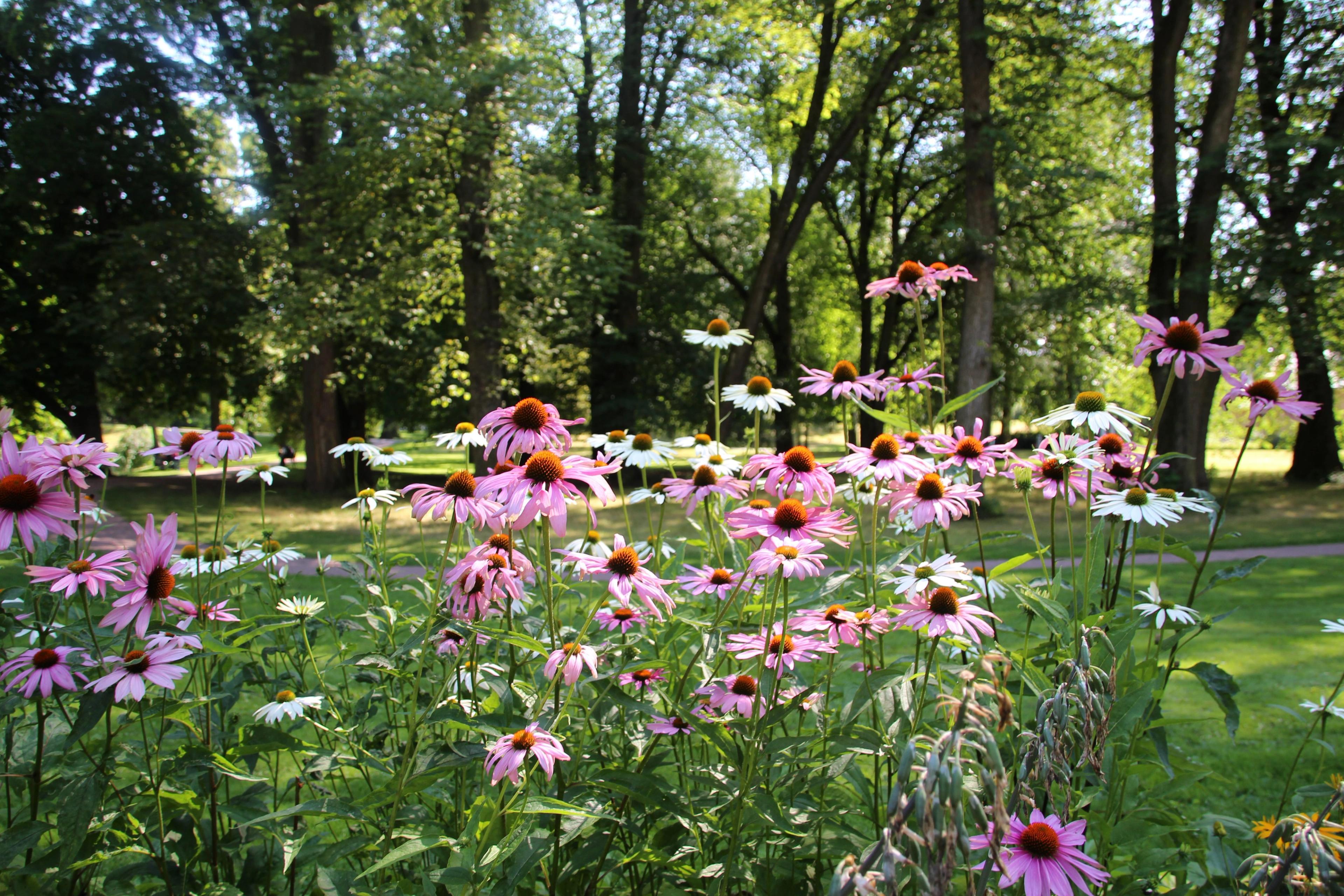 Et mylder av rosa og hvite solhatt.