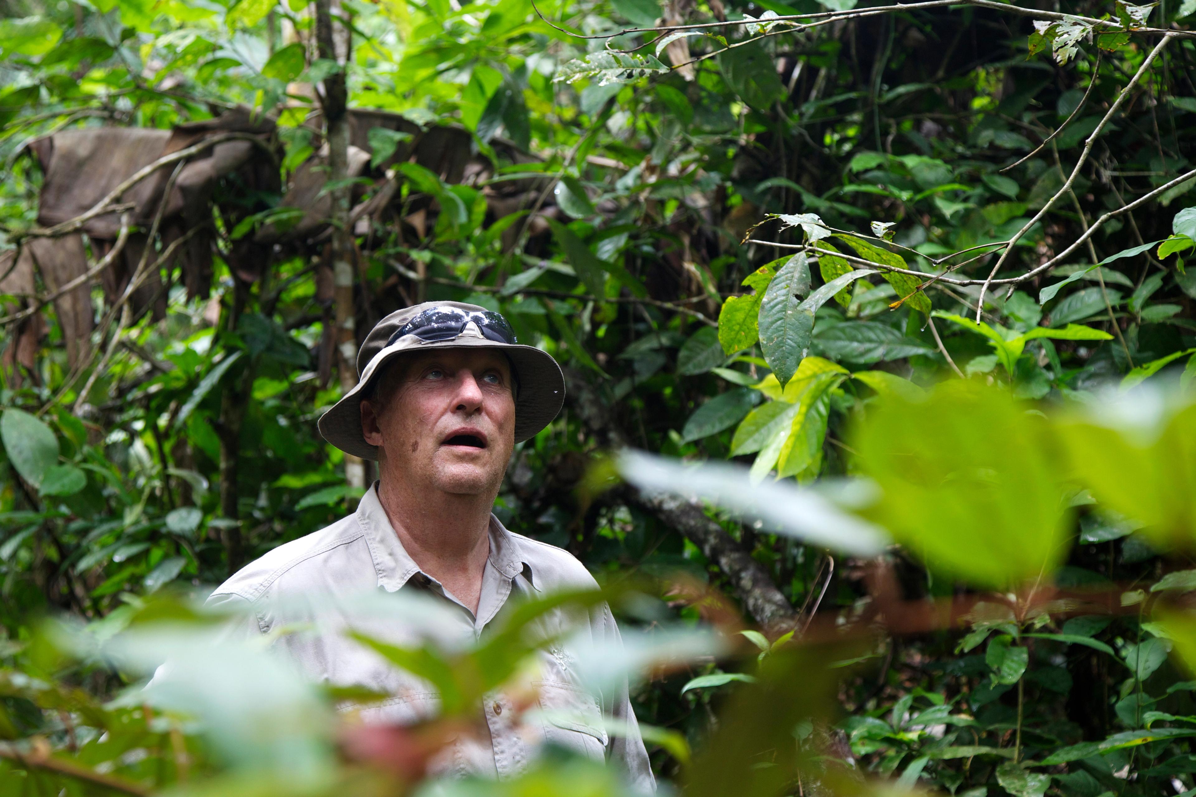 Kong Harald ser opp, omgitt av tett jungel. Han har hvit skjorte og hatt med solbriller hvilende på bremmen.