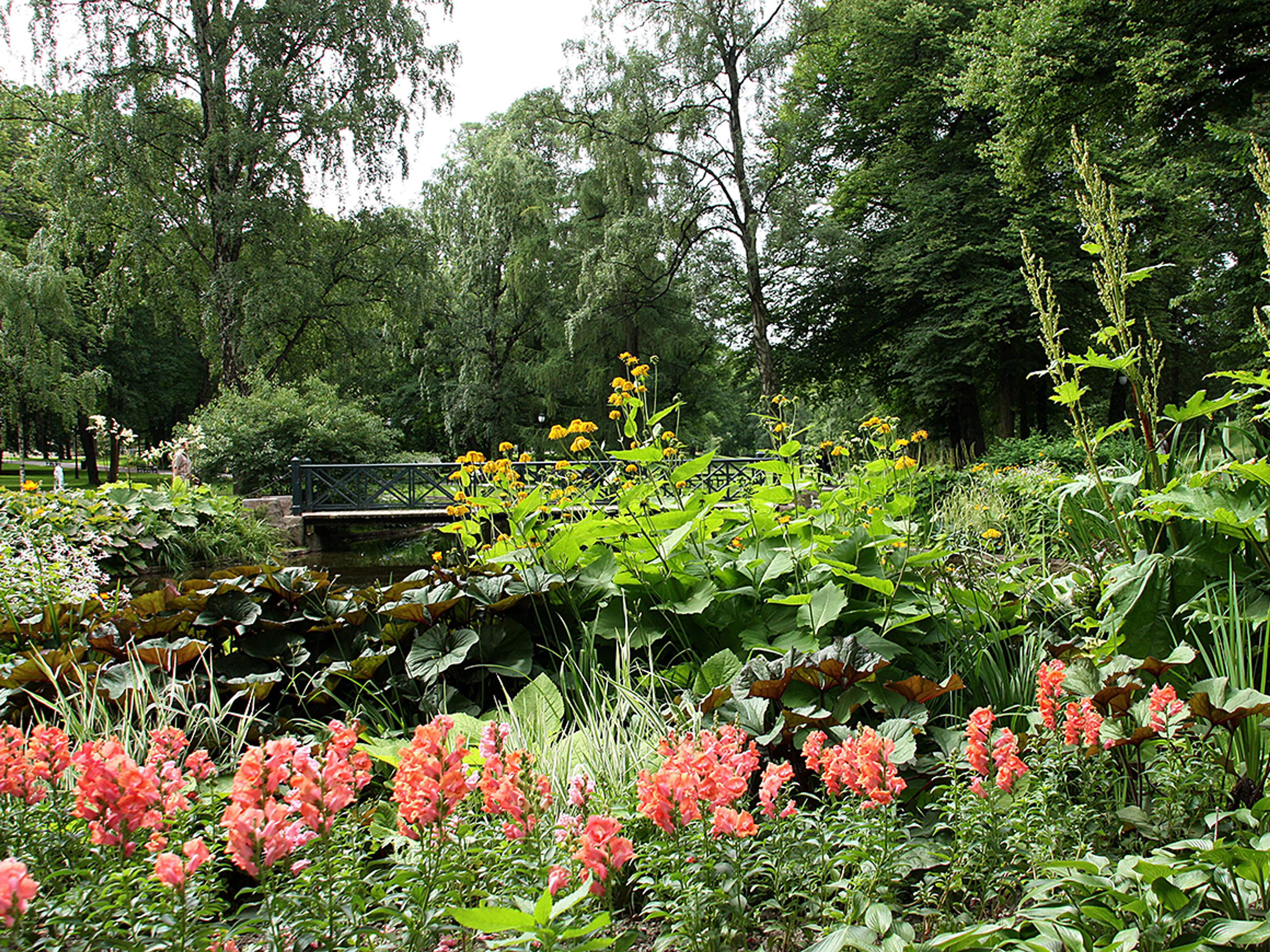 Broen sett fra andre siden av dammen, gjennom et hav av blomstrende stauder.