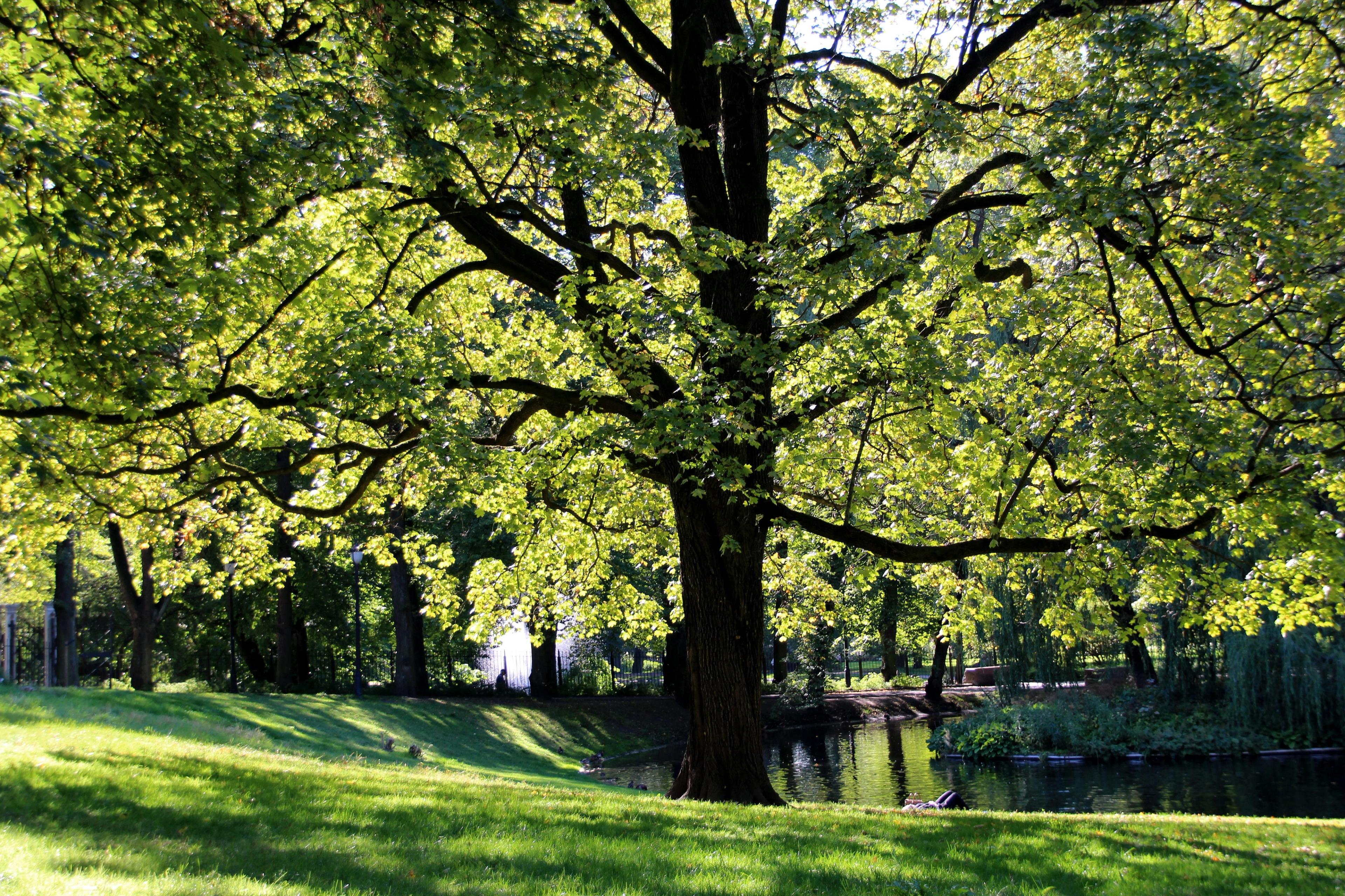 En enorm trekrone strekker seg ut over gressbakke og dam i Slottsparken. Ser vi nærmere etter, ligger det noen og slapper av i skyggen av grenene.
